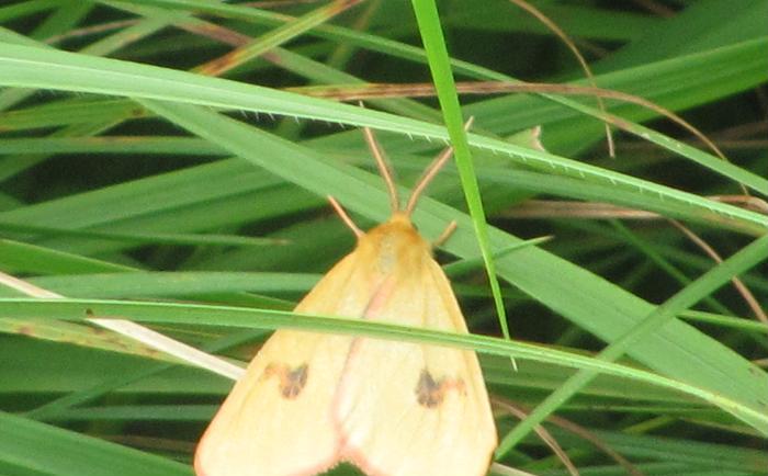 Diacrisia sannio? S�